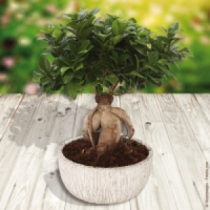 Garden Feelings® Bonsaï ficus ginseng