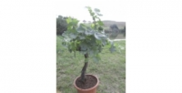 Vigne de table rouge pot de 25L (Vitis vinifera)