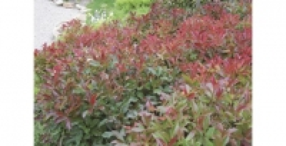 Photinia X fraseri Red robin pot de 90L (Photinia fraseri red robin)