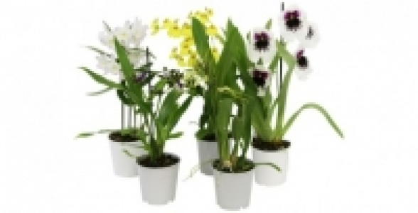 Mix dorchidées