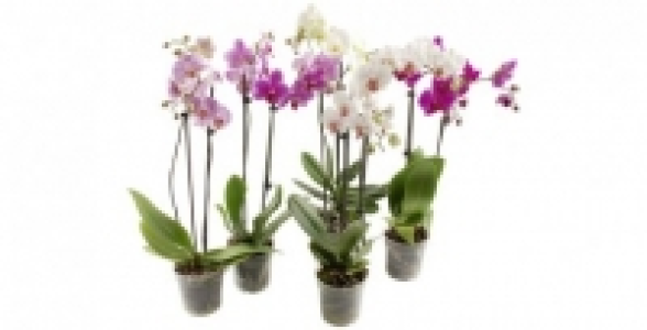 Phalaenopsis 2 branches