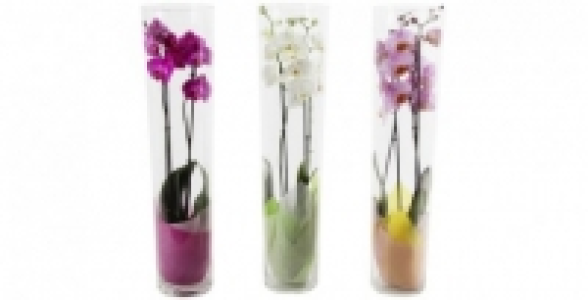 Phalaenopsis en pot de verre
