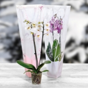 Orchidée en sac cadeau 10.99 €