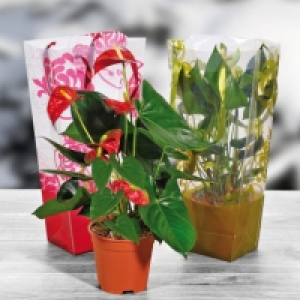 Anthurium en sac cadeau 5.99 €