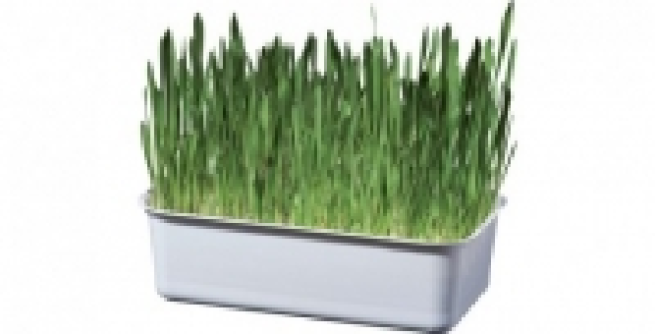 HERBE &Agrave; CHAT EN BARQUETTE