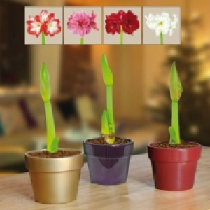 Amaryllis en cache-pot céramique 3.99 €