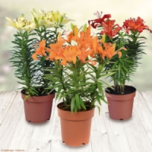 Lys en pot 4.49 €