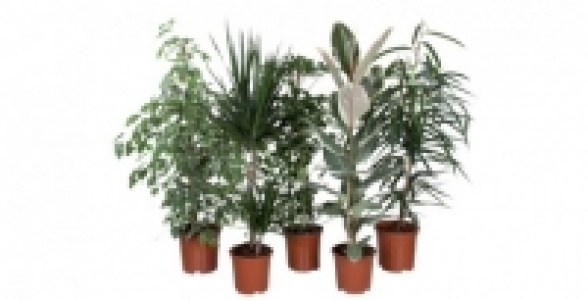 Plantes vertes variées