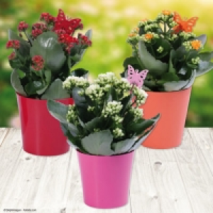 Kalanchoé 2.49 €
