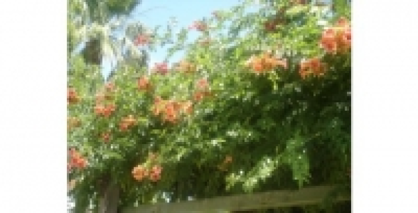 CAMPSIS Radicans C 2 L