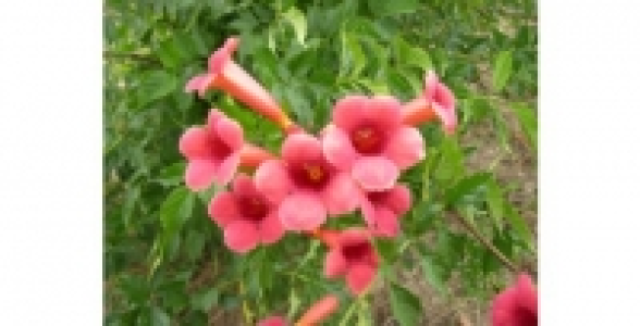 CAMPSIS Flamenco C 3 L