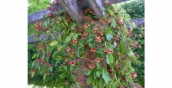 CAMPSIS Capreolata C 2 L