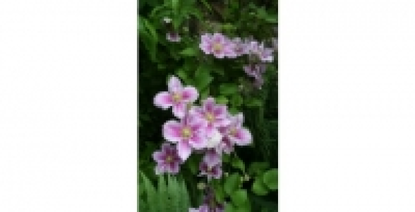 CLEMATITE Piilu C 2 L