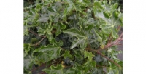 HEDERA Ivalace C 2 L