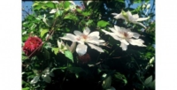 CLEMATITE Henryi C 3 L