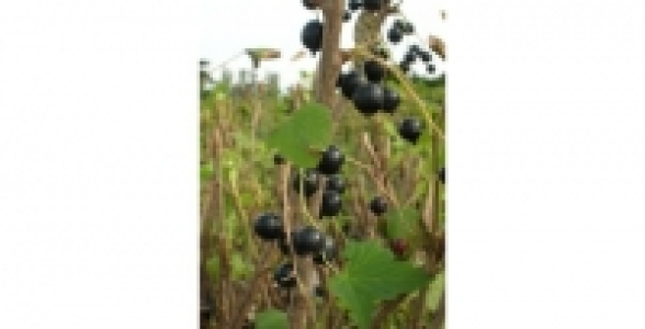 CASSIS Andega C 3 L