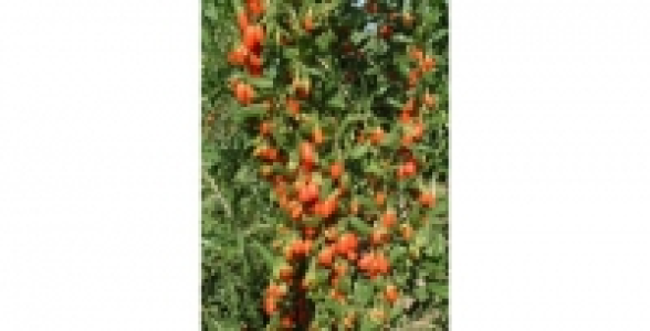LYCIUM Barbarum C 3 L