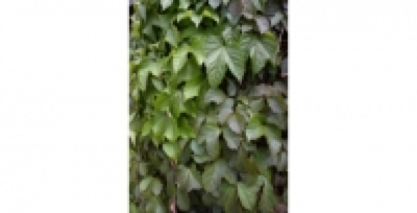 PARTHENOCISSUS Veitchii C 3 L