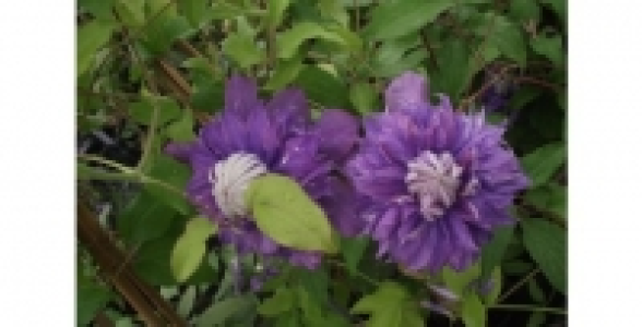 CLEMATITE Diamantina Evipo039(N) C 3 L