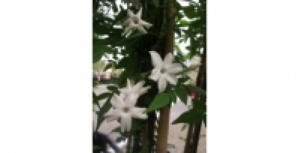 JASMIN Officinale C 1.3 L