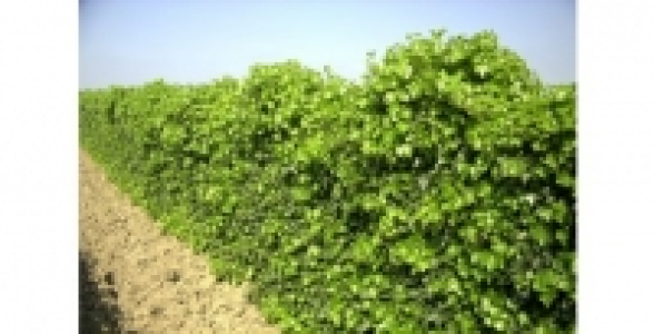 HEDERA Hibernica C 1.3 L