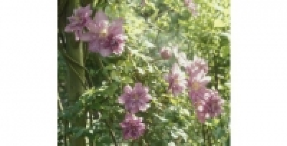 CLEMATITE Proteus C 2 L