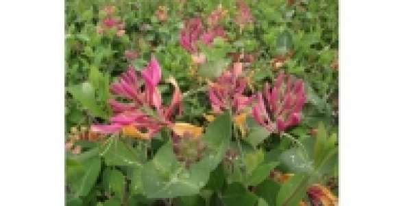 LONICERA Goldflame C 3 L