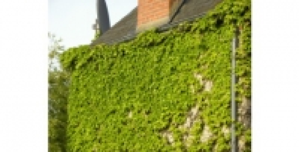 PARTHENOCISSUS Robusta C 2 L
