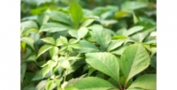 PARTHENOCISSUS Murorum C 2 L