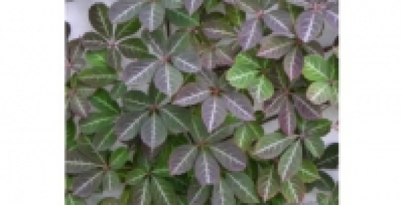 PARTHENOCISSUS Henryana C 3 L