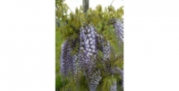 WISTERIA Formosa C 3 L