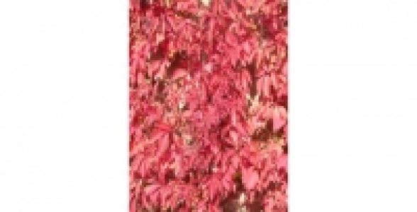PARTHENOCISSUS Engelmanii C 2 L