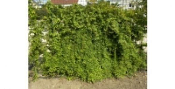 HEDERA Sagittifolia C 2 L