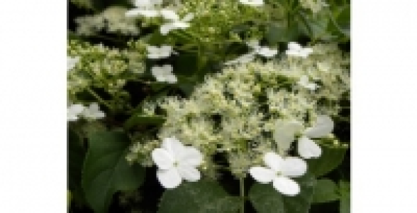 HYDRANGEA Petiolaris C 2 L