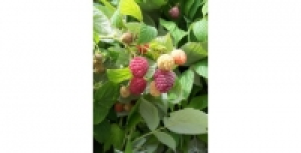 FRAMBOISIER Heritage C 3 L 25.95 €