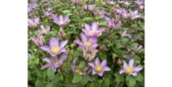 CLEMATITE Exciting® zoexci C 2 L