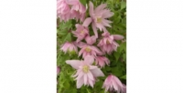 CLEMATITE Macrop. Markhamii C 1.3 L
