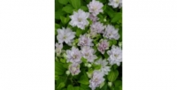 CLEMATITE Dancing Queen® C 1.3 L