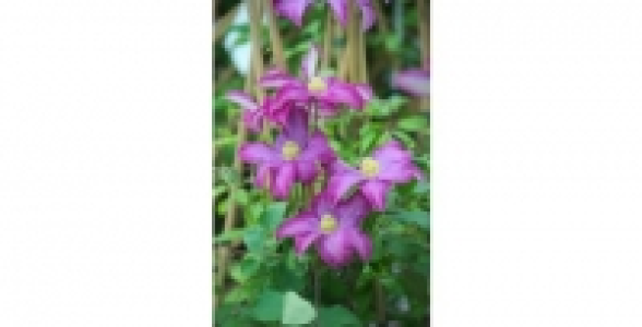 CLEMATITE Pink Champagne C 2 L