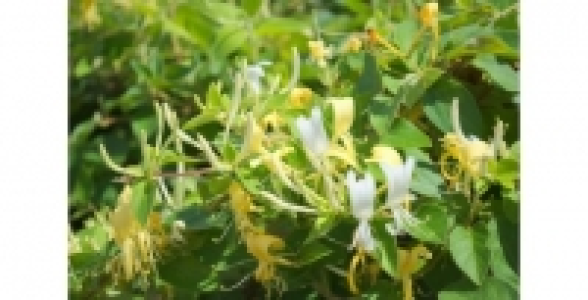 LONICERA HallS Prolific C 2 L