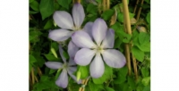 CLEMATITE Mrs Cholmondeley C 3 L