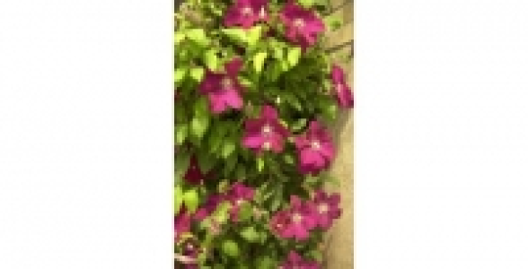 CLEMATITE Rouge Cardinal C 3 L