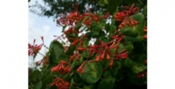 LONICERA Dropmore Scarlet C 3 L