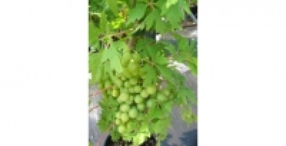 Vigne Chasselas Cioutat ZPd4 C 3 L