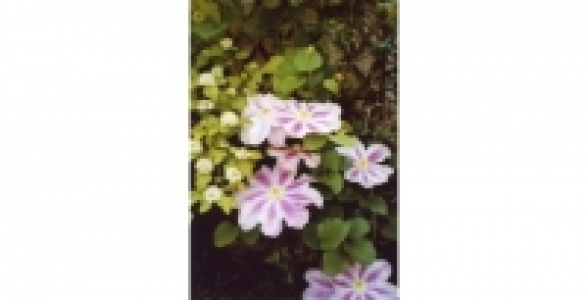 CLEMATITE Pink pearl C 2 L