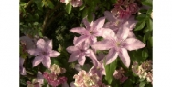 CLEMATITE Hagley Hybrid C 2 L