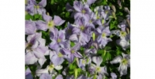 CLEMATITE Blue Angel C 2 L