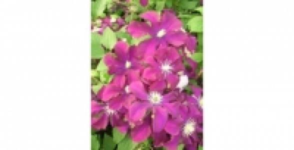CLEMATITE Warsaw Nike C 2 L