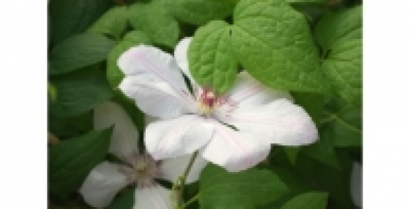CLEMATITE Jean Paul II C 3 L