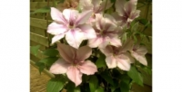 CLEMATITE Pink Fantasy C 3 L
